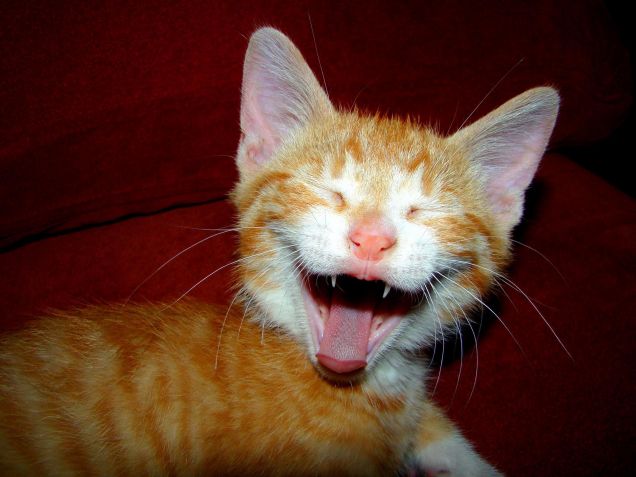 Miii, sono il Conte Draculaaa!!!