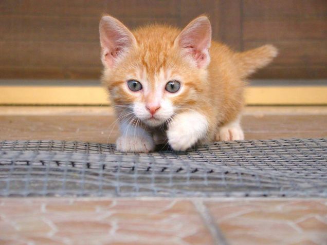 Il cacciatore di mosche