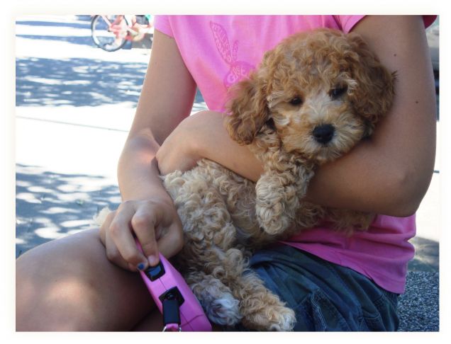 Sono una palla di pelo 