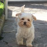 giancarlo