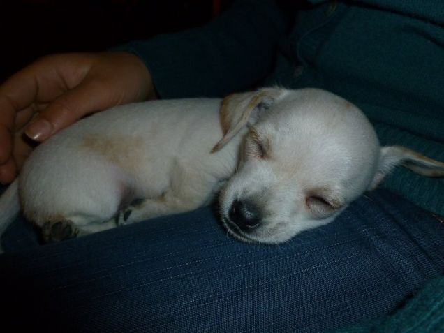 Il mio cucciolino che dormiva!