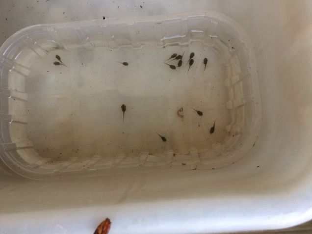 Nuovi arrivati nel laghetto