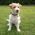 Cerco Fidanzata per il mio Jack Russel Parson Terrier