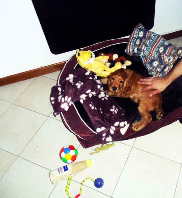 c'era una volta una cuccia..