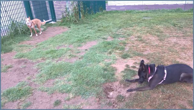 Will con un' amichetta