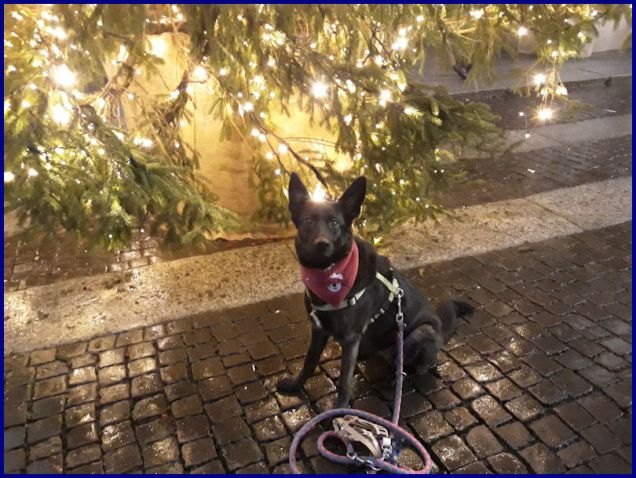 07 gennaio 2018 - una foto con l'albero di Natale in Piazza