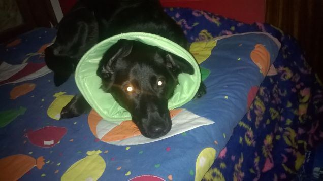 Will dopo la sterilizzazione