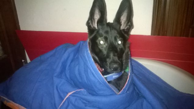 will sotto le coperte