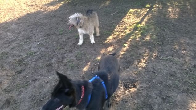 Will all'area cani Cremona Po