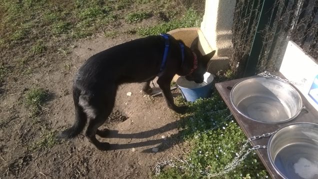 Will all'area cani Cremona Po