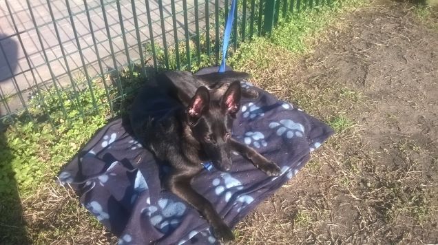 Will all'area cani Cremona Po