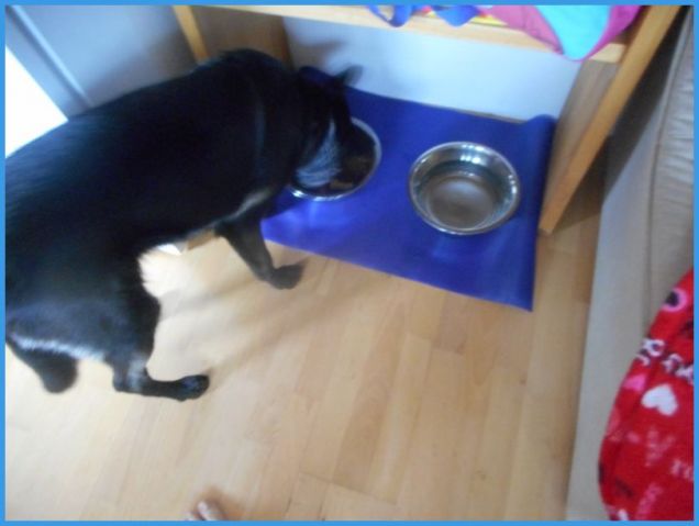 Will mangia i croccantini Vitafit Junior Friskies Purina