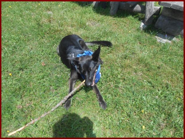 Una fissazione di Will: i bastoni