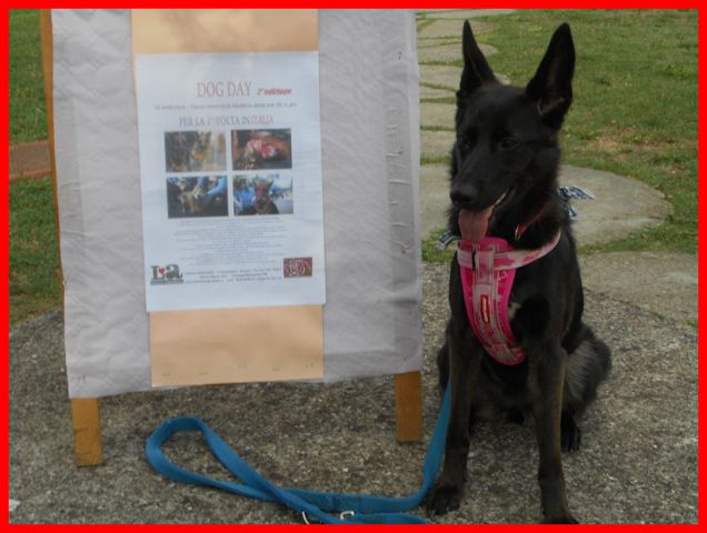 Al dog day di Modena