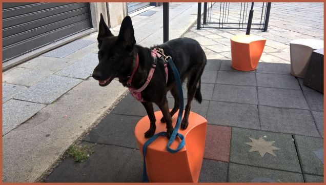 Invenzione di Mobility dog