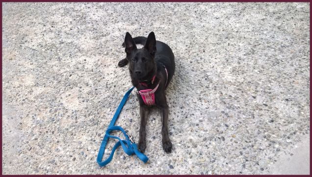 In posa al parco vecchio passeggio