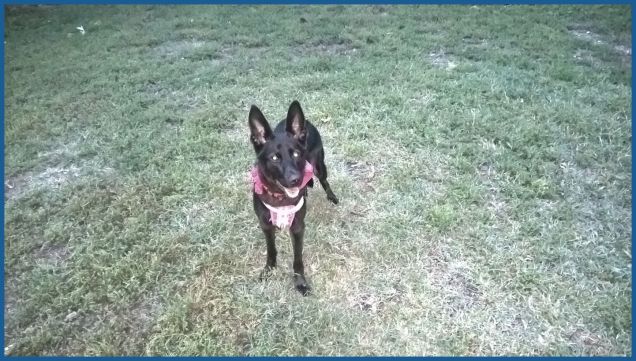 di sera all'area cani