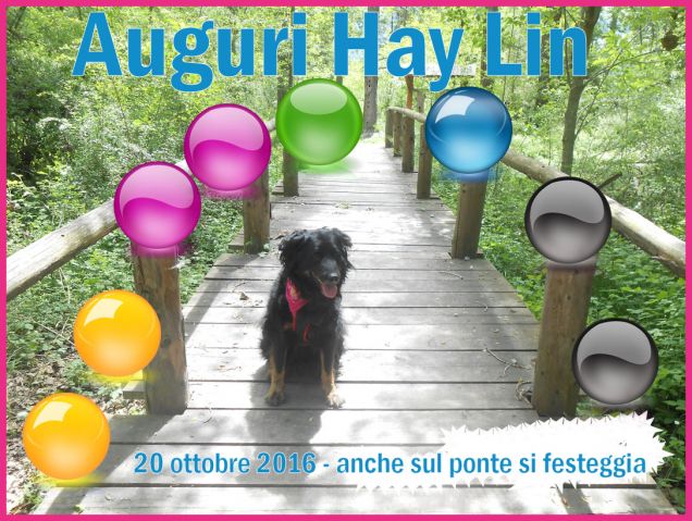 auguri Hay Lin