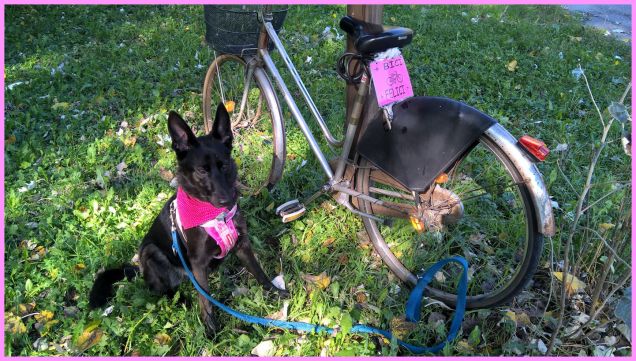 will e la bicicletta