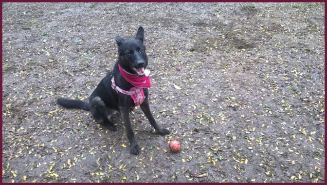 io sono una star anche al parchetto