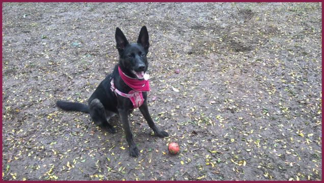 bau bau qua ho le orecchie diritte