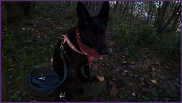 .....vedo un gatto....