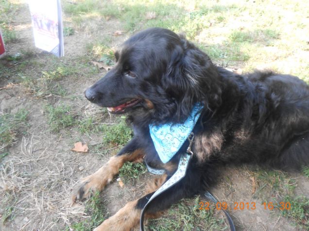 hay lin a l Parco Forlanini di  milano