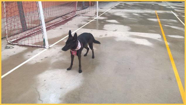 nuovo lavoro calciatore