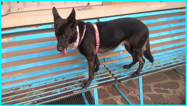 sulla panchina azzurra