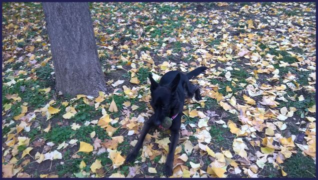 coricato tra le foglie d'autunno