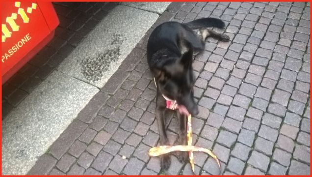 alla festa del torrone