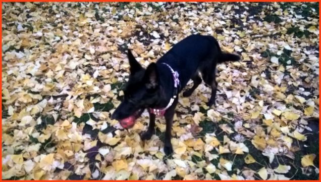 in piedi con la palla