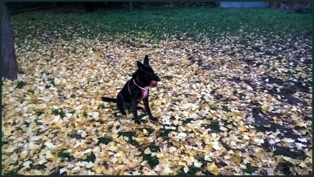 will seduta con la palla in bocca