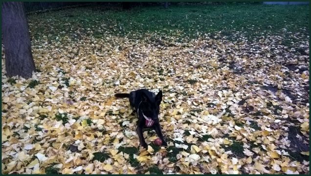 il guardiano della palla