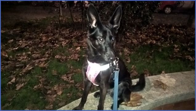 bau sono sul muretto