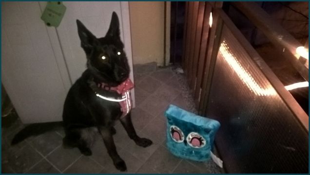 will con il cuscino gufo