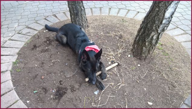 ho rubato un bastone