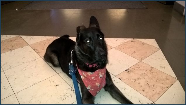 orecchia su e orecchia giù