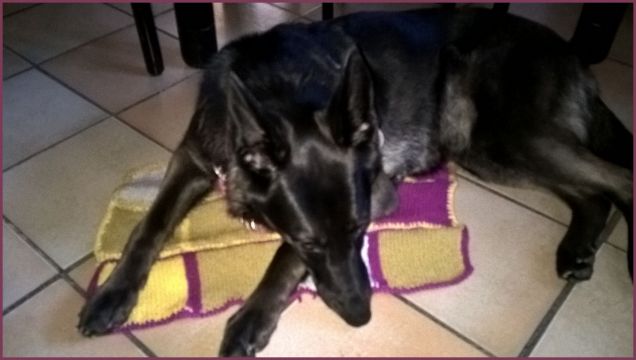 Will e la copertina/tappeto nuova