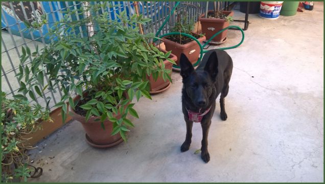 Bau Bau tra il verde