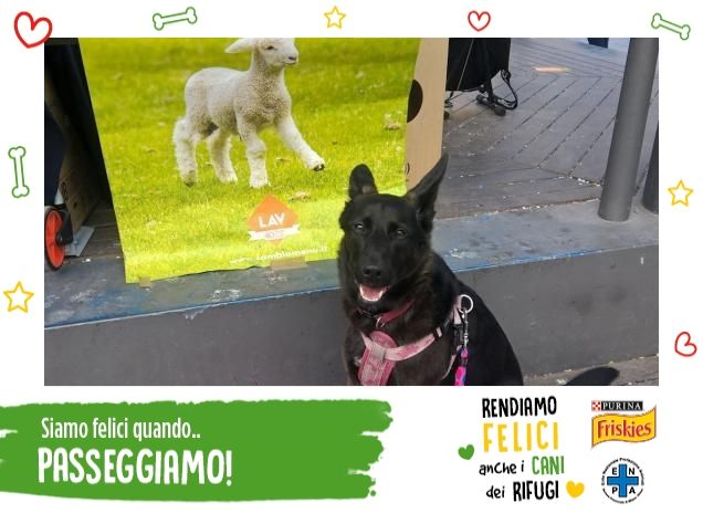 Will la mia felicità