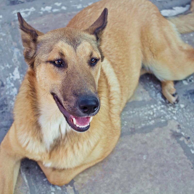 Tessa cerca casa!