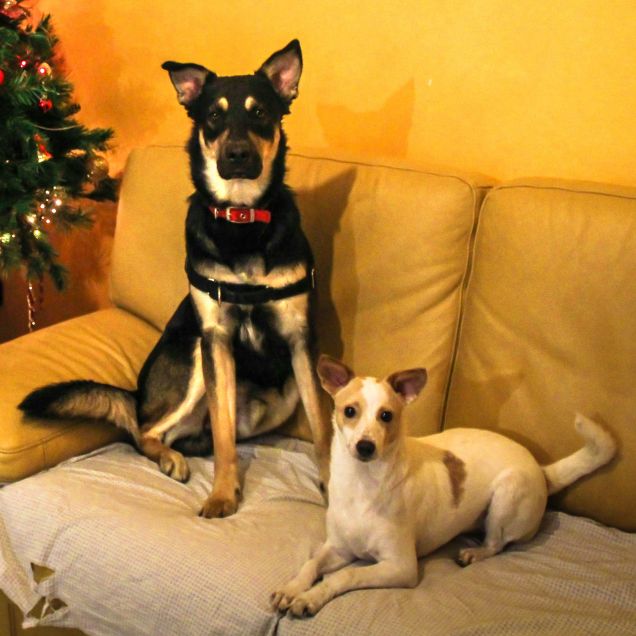 I Patatini miei a Natale 