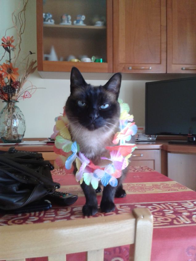 Hawaii stiamo arrivando 