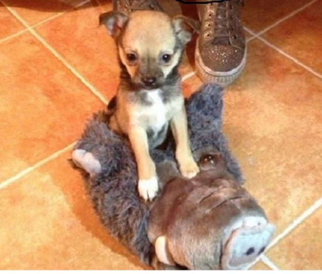 il mio piccolo e buffo Mojto