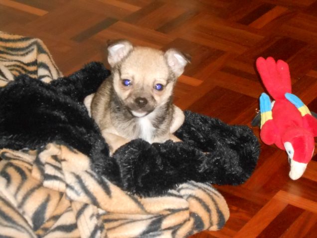 nella cuccia con il mio nuovo pupazzino 