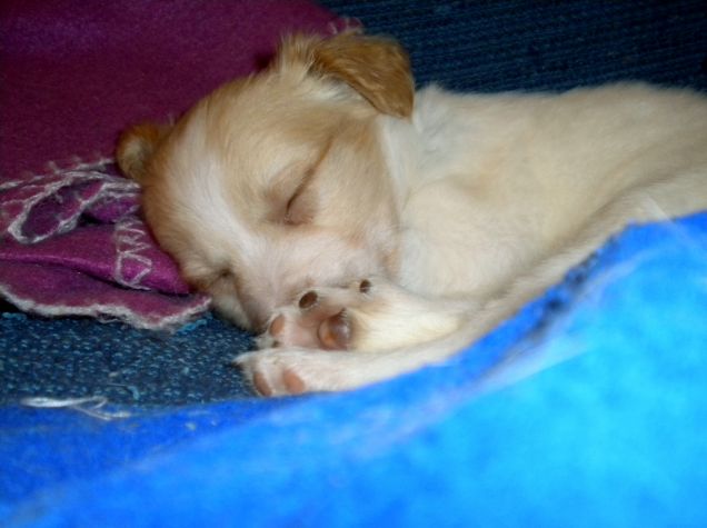 Dormiva sempre da cucciola...e lo fa anche ora che ha 10 mesi.