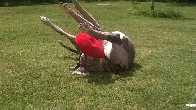 peluche la sua passione