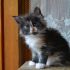 Dolcissimi cuccioli maine coon diponibili
