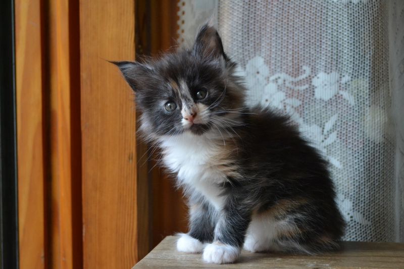 Dolcissimi cuccioli maine coon diponibili